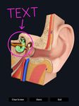 Картинка 11 My Ear Anatomy