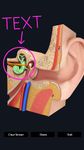 Картинка 5 My Ear Anatomy