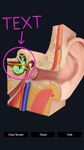 My Ear Anatomy image 5