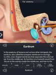 My Ear Anatomy image 3