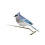 BirdNET: Bird sound identification アイコン