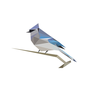 Ícone do BirdNET: Bird sound identification