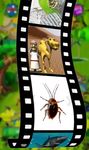 Screenshot 7 di Suoni Di Animali (Vivere e Attivo 3D) Per Bambini apk