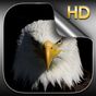 Kartal HD Duvar Kağıtları APK Simgesi