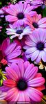 Скриншот 11 APK-версии Flower Wallpapers - Colorful Flowers in HD & 4K