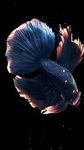 Betta Fish Live Wallpaper FREE captura de pantalla apk 9