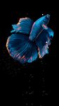 Captura de tela do apk Betta Fish Live Wallpaper FREE 19