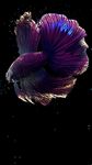 Betta Fish Live Wallpaper FREE screenshot APK 23