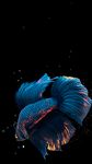 Betta Fish Live Wallpaper FREE screenshot APK 21