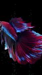 Captura de tela do apk Betta Fish Live Wallpaper FREE 3