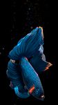 Captura de tela do apk Betta Fish Live Wallpaper FREE 4