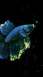 Betta Fish Live Wallpaper FREE screenshot APK 5