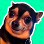 APK-иконка Best Dog Stickers for WhatsApp WAStickerApps