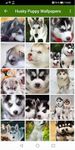 Husky puppies Wallpapers screenshot apk 7