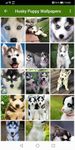 Husky puppies Wallpapers screenshot apk 1