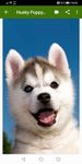 Husky puppies Wallpapers screenshot apk 3