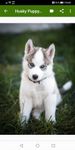 Husky puppies Wallpapers screenshot apk 2