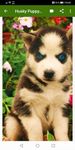 Husky puppies Wallpapers screenshot apk 