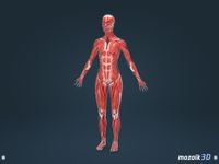 인체 (여성)대화식 교육적 3D 이미지 4