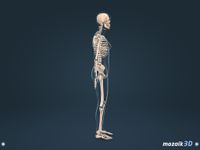 Imagem 3 do Corpo humano (mulher) 3D educacional RV