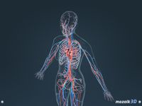 Imagem  do Corpo humano (mulher) 3D educacional RV
