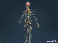 Картинка 15 Тело человека (женщина), интерактивное 3D ВР