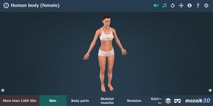 Картинка 13 Тело человека (женщина), интерактивное 3D ВР