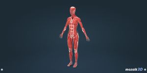 인체 (여성)대화식 교육적 3D 이미지 10