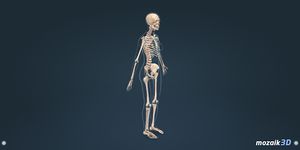인체 (여성)대화식 교육적 3D 이미지 9