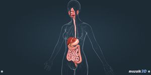 Imagen 8 de El cuerpo humano (femenino) en 3D educativo