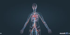Imagen 6 de El cuerpo humano (femenino) en 3D educativo
