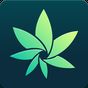 HiGrade - Test mobile de cannabis