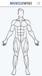 Gambar MuscleWiki Fitness 