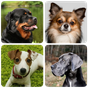 Ícone do Cachorros - Quiz sobre todas as raças populares