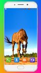 Imej Horse Wallpaper HD 2