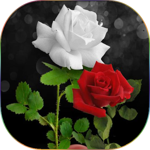 Flowers Gifs And Roses Live Wallpapers APK for Android Download