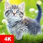 Cat Wallpapers & Kitten Backgrounds Icon