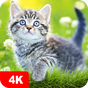 Cat Wallpapers & Kitten Backgrounds Icon