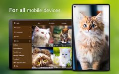 Cat Wallpapers & Kitten Backgrounds Screenshot APK 5