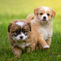Puppy Wallpapers HD 아이콘