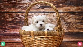 Puppy Wallpapers HD screenshot apk 10