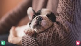 Puppy Wallpapers HD screenshot apk 2