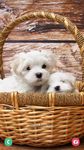 Puppy Wallpapers HD screenshot apk 13