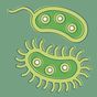 Bactérie: définition, types
