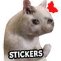 Adesivos de meme de gato engraçado WAStickerApps 