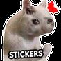 Neue lustige Katze Meme Aufkleber WAStickerApps