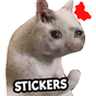 Adesivos de meme de gato engraçado WAStickerApps