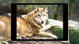 Wolf Hintergrund HD Bild 9