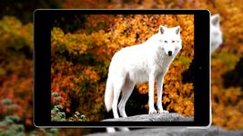 Wolf Hintergrund HD Bild 7