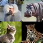 Mammals – Learn All Animals in Photo - Quiz!